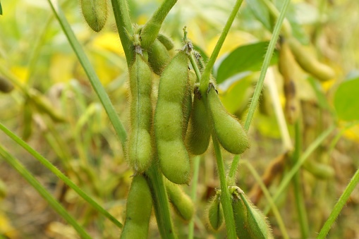 Growing soybean plants are ready for various uses. Organic plants that have good protein that are beneficial to the body.