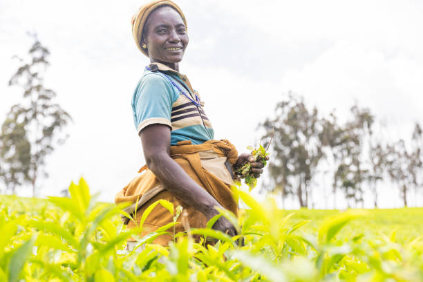 A smiling African farmer is working in a tea plantation.