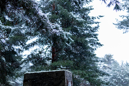 Snow-covered forest with tall pine trees, nature landscape, promoting rural ecotourism in Guadarrama