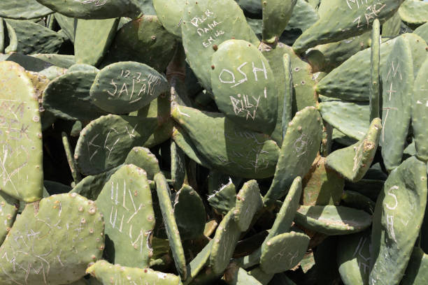 Prickly Pear Cactus, Orange Adobe Wall, Copy Space