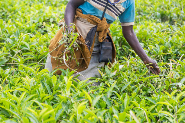 istock A woman is picking tea leaves in a field. 2147545089