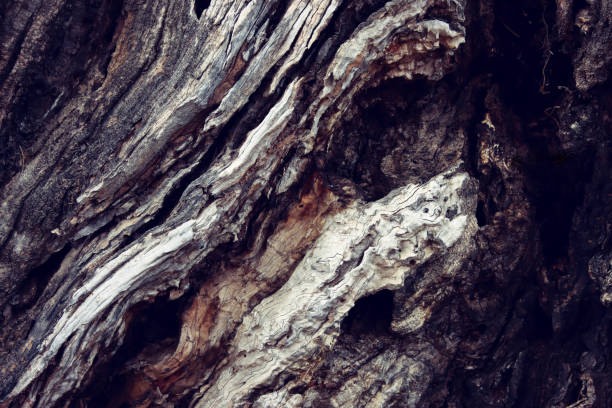 Close-up image of an abstract tree trunk. wooden detail and pattern