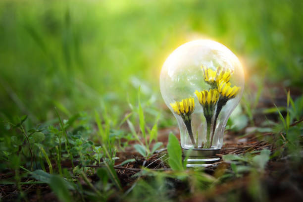 energy and business concept image. Creative idea and innovation. light bulb metaphor and flowers