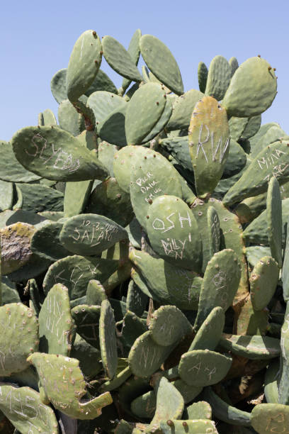 istock Graffitied Cactus Plant in Cyprus 2147545721