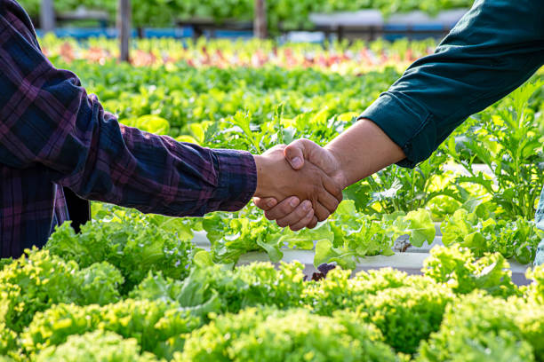 istock Handshaking between farmers and customers for business partners. Farmer working hydroponic vegetable garden at greenhouse. 2147545730