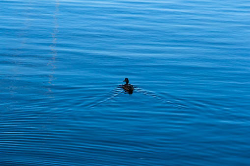 A duck floats on the blue water, duck swimming on the pond, a beautiful reflection on the surface of the water. High quality photo