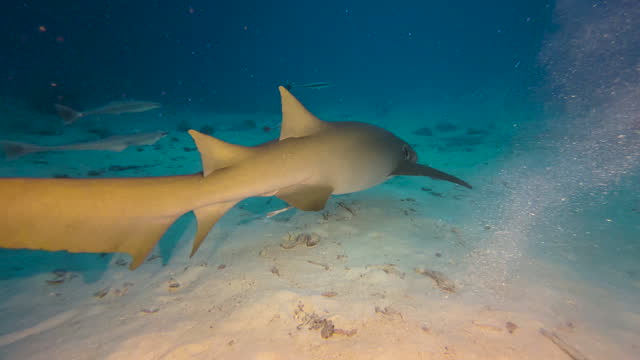 Tawny Nurse shark accompanied by five remoras swims past left to right and moves away. Medium to close-up shot.