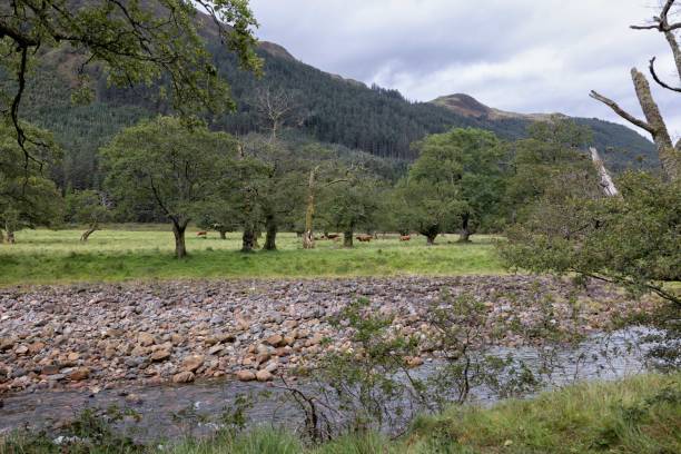 istock River Nevis along Glen Nevis Fort William 2147546610