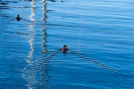 A duck floats on the blue water, duck swimming on the pond, a beautiful reflection on the surface of the water. High quality photo