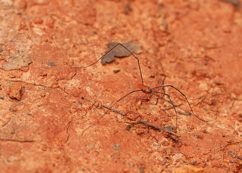 A dark-legged orange harvestman, Leiobunum nigropalpi, is crawling on red soil. It is missing one of its six legs, probably lost while defending itself. Also called Daddy Longlegs.