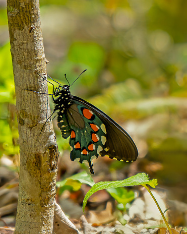 A pipevine swallowtail butterfly, Battus philenor, resting on a branch. Side view of closed teal wings spotted with orange and white.