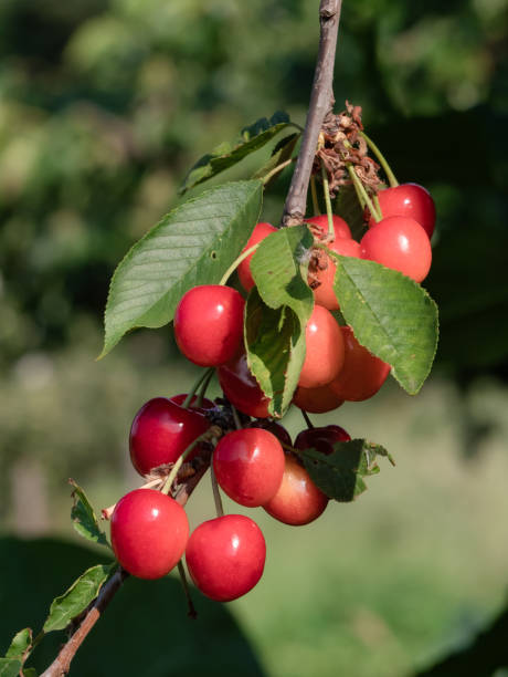 istock Clusters of red currants on the branches of a currant (Ribes rubrum) 2147547569