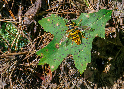 Yellowjacket Hoverfly, Milesia virginiensis, is a fly that mimics a wasp by its black and red coloration. It is stingless and harmless.