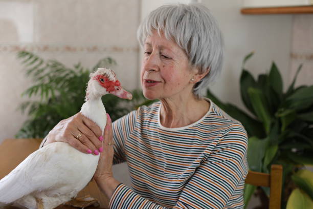 istock Senior woman and her duck 2147547847