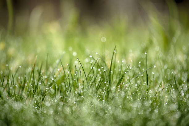 istock Green grass is covered with drops of morning dew 2147547989