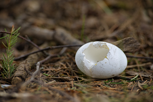 White eggshell with noticeable damage and a visible hole is lying on a forest floor among pine needles and bits of branches