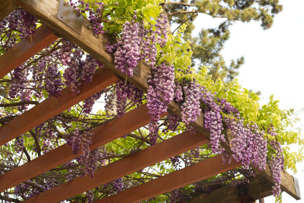 istock Wisteria flower 2147548115
