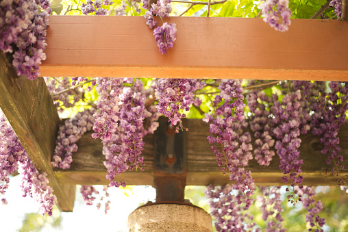 Wisteria flowers are lined up.