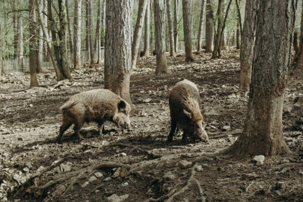 Two wild boars walk freely among the trees in the national nature reserve in Rochefort, Belgium on a summer sunny day, side view close up.