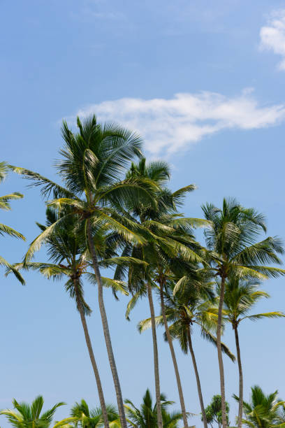 istock Palm Trees Of Sri Lanka 2147548193