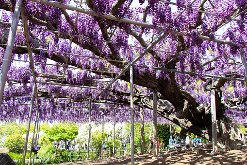 April 29, 2019 Ashikaga, Japan : Blooming of purple color Wisteria tree at Ashikaga park, Tochigi perfecture, Japan
