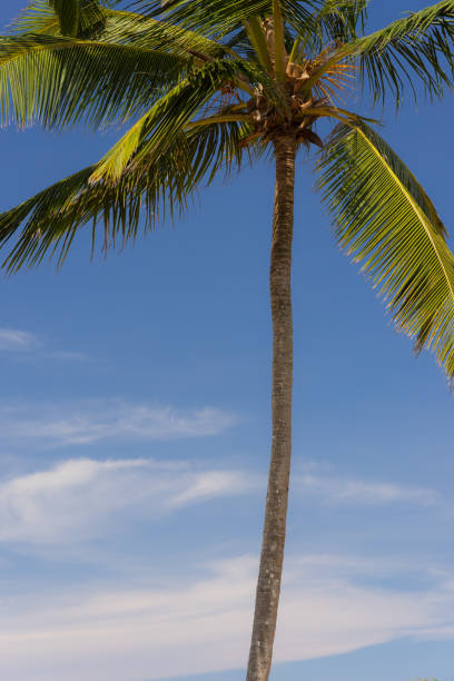 A perfectly formed palm tree against a beautiful sky