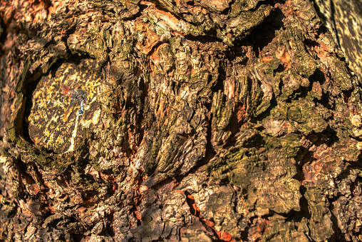 A close-up unveils the intricate texture and details of a tree trunk, showcasing the organic patterns and rough beauty of nature.