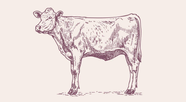 корова, бык, говядина. винтажный ретро-принт - говядина stock illustrations
