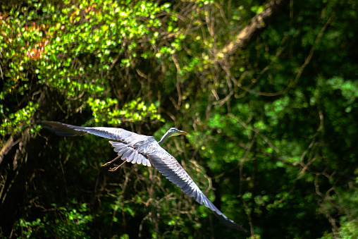 A majestic heron in flight, showcasing the airborne elegance and skyward beauty of this avian creature in its natural outdoor habitat.