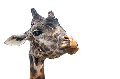 The face of a Maasai giraffe, Giraffa camelopardus, faces the camera, making a funny face. Isolated on white. Copy space.