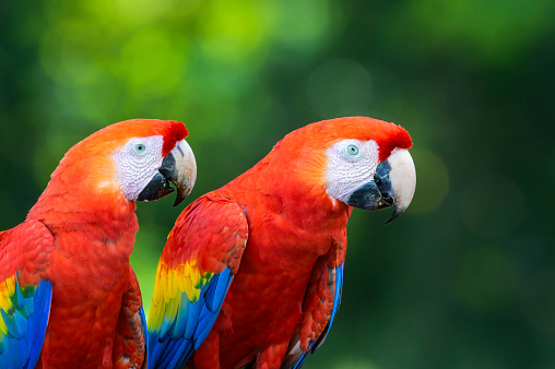 Two Scarlet Macaw (Ara macao) sitting together on a branch,  Costa Rica.
