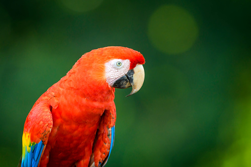 Scarlet Macaw (Ara macao) portrait, Costa Rica.