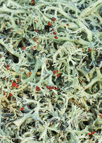 Yellow-gray Cladonia perforata, Florida perforated cladonia, with red fruiting bodies. Rare, endangered species endemic to Florida scrubs. Perforations in the branches or podetia are visible.
