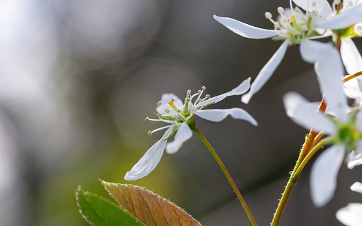 Springtime morning front/side view macro close-up of a flowering blackthorn plant (Prunus Spinosa) with shallow DOF