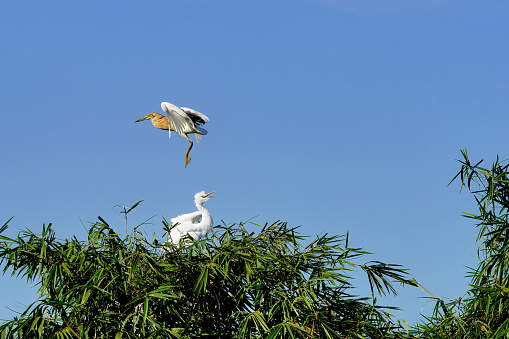 Egret life in their habitat