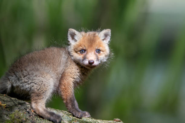 Red fox, vulpes vulpes, small young cub in forest