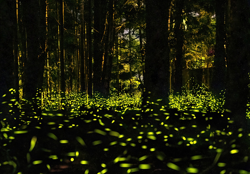 Fireflies glow in the forest at night