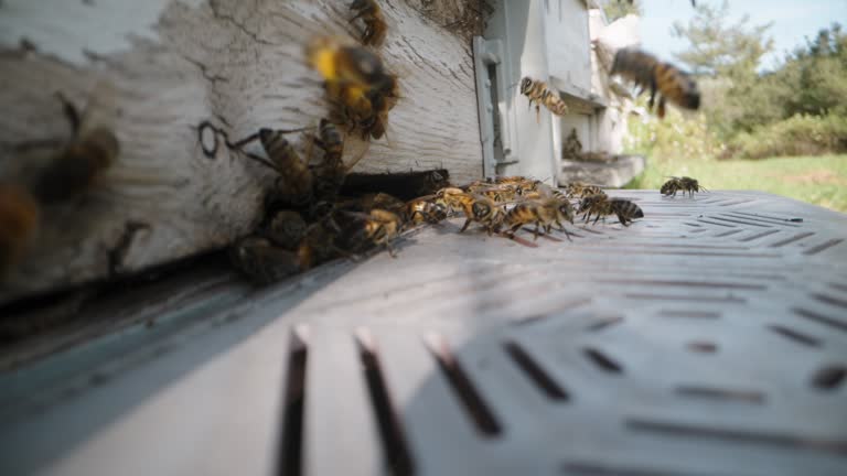 Multiple hives in a row stand in the forest, camera focus shifts from the background to capture macro shots at the hive entrance with many bees.