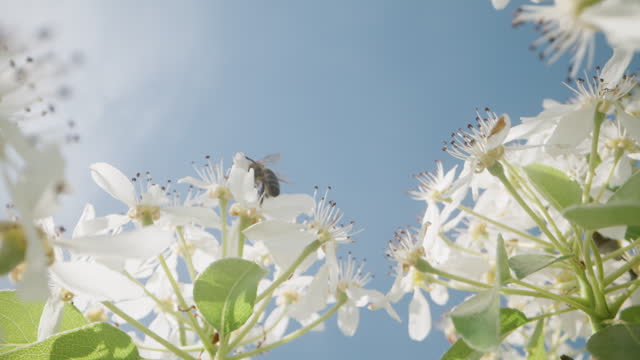 The camera moves through the branches of the blooming pear tree with white flowers and bees collecting nectar under the blue sky.