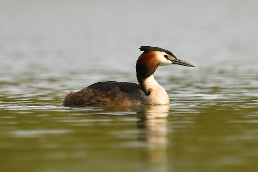 Great Crested Grebe \n\nPlease view my portfolio for other wildlife photos.