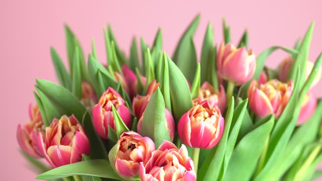 Tulip flowers bunch on a pink background. Blooming red tulips flower rotating, close up. Beautiful pink flowers, macro shot. Valentine's Day gift, love concept, Easter flowers.