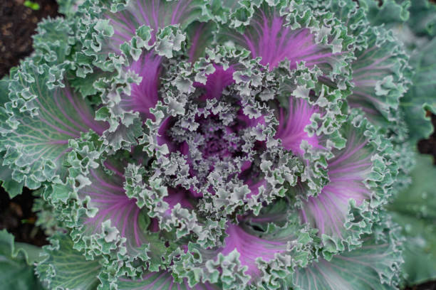 istock colored decorative beautiful fluffy cabbage Kachan salad purple and green 2147557705