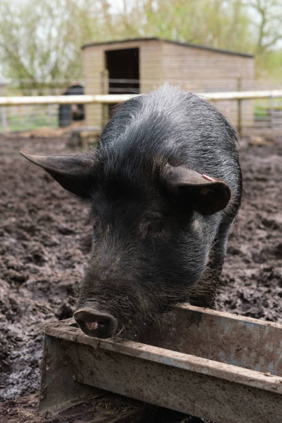 istock Pig in the mud on a farm 2147557945