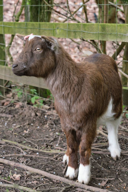 istock A small goat on a farm 2147557961