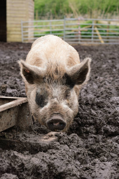 istock A pig in the mud on a farm 2147557991