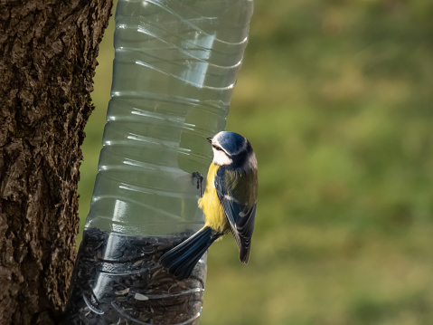 Eurasian Blue Tit (Cyanistes caeruleus) visiting bird feeder made from reused plastic bottle full with grains and seeds. Bird feeder hanging in the tree