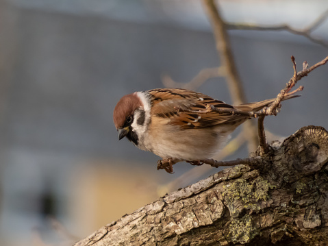 Close-up shot of the Eurasian tree sparrow (Passer montanus) sitting on a branch with bokeh blurred background
