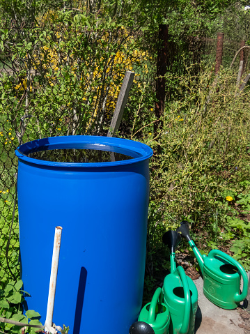 Blue, plastic water barrel reused for collecting and storing rainwater for watering plants full with water and surrounded with vegetable beds and green watering cans in summer