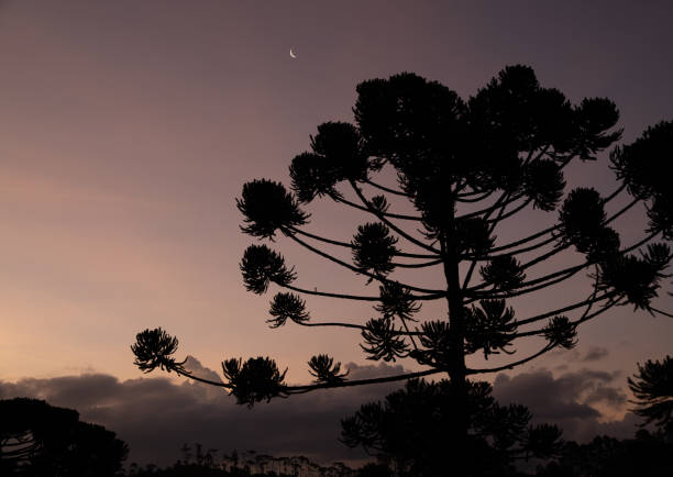Pine trees and araucarias at sunset in southeastern mountains in Brazil.