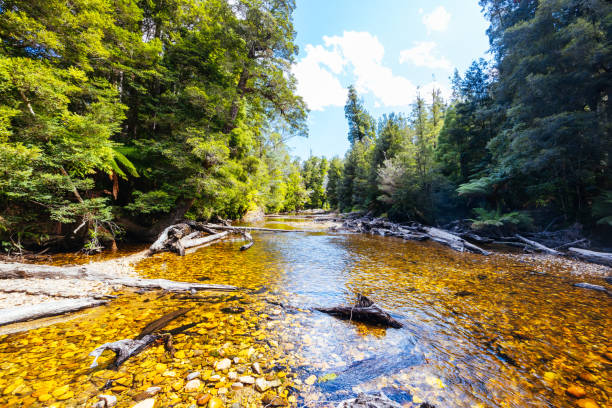 istock Old Growth Forest in Styx Valley Tasmania Australia 2147560325